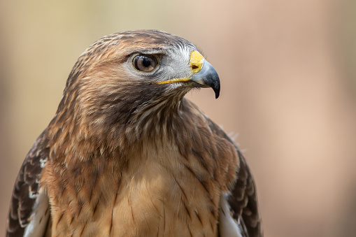 A red-tailed hawk looking left