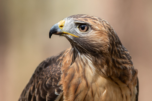 A red-tailed hawk looking right.