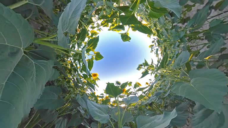 Sunflower Field on Little Planet Format