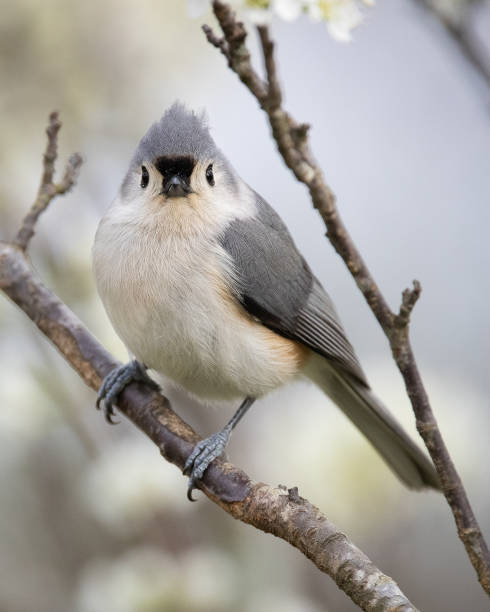 titmouse tufted - tufted tit photos et images de collection