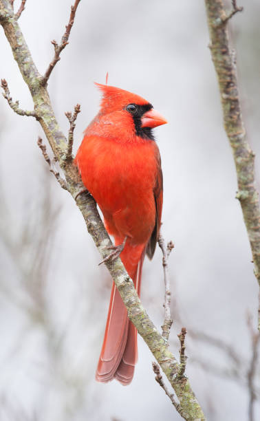 Northern Cardinal A northern cardinal perched during the winter. northern cardinal photos stock pictures, royalty-free photos & images