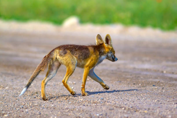 istock Cute Red Fox. Nature habitat background. 1179872734
