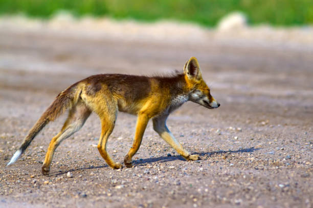 istock Cute Red Fox. Nature habitat background. 1179873669