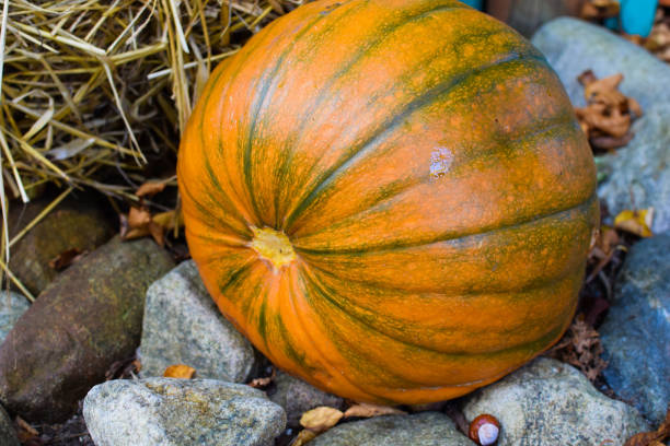 istock Pumpkin among stones, fallen leaves, chestnuts and straw. 1179874820