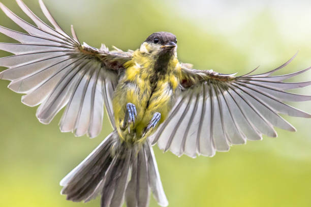 istock Bird in flight on bright green background crop 1179877134