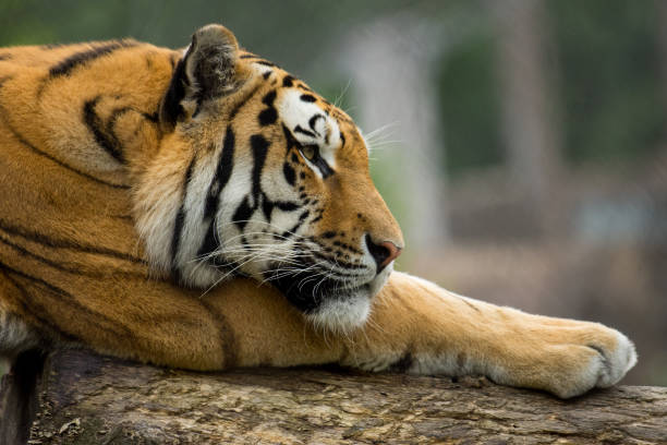 istock Sleepy Asian Tiger 1179879149