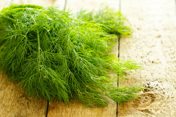 istock Branch of dill 1179880317