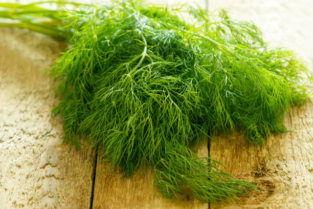istock Branch of dill 1179880390