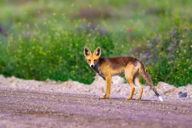 istock Cute Red Fox. Nature habitat background. 1179881061