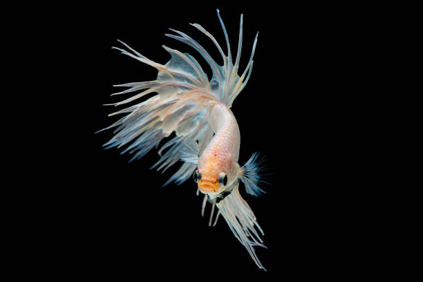 istock White betta splendens (Crown Tail) fish, Siamese fighting fish with light yellow color was isolated on black background. Fish also action of turn head in up direction during swim 1179881188