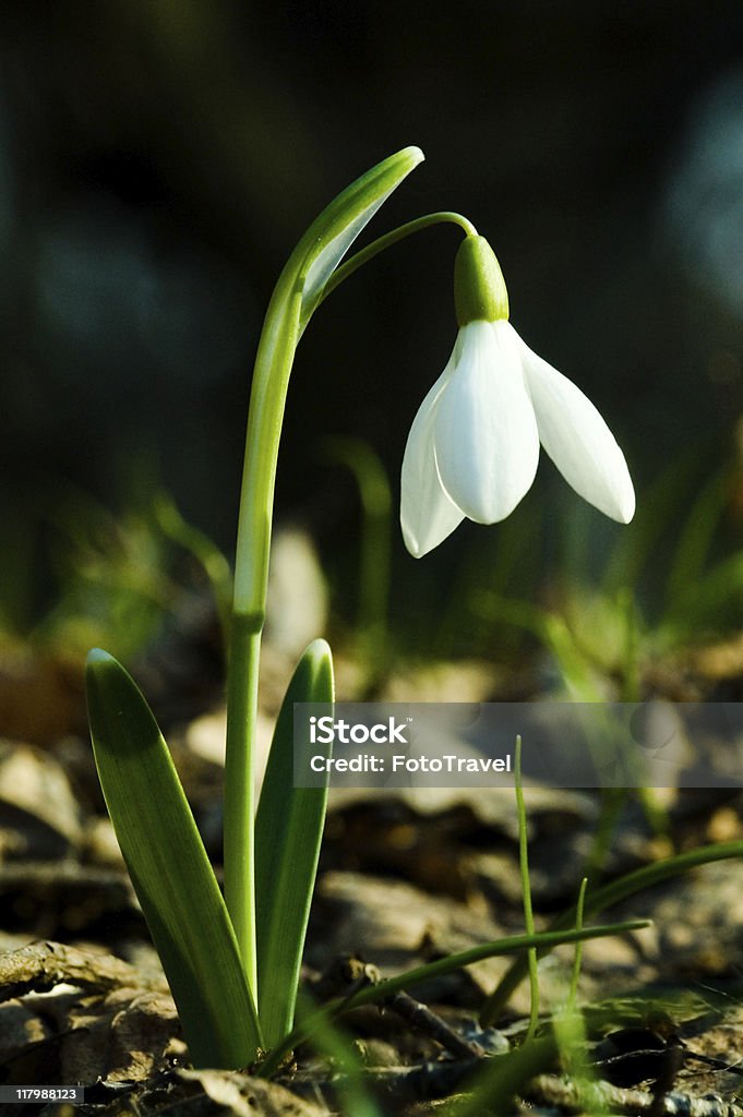 Snowdrop  Blossom Stock Photo