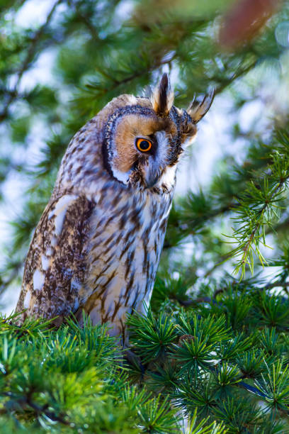 istock Forest and owl. Pine tree. Bird: Long eared Owl. Asio otus. Nature habitat background. 1179882990