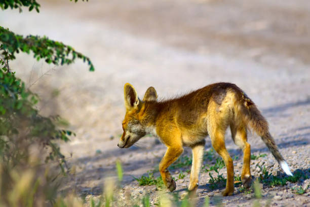 istock Cute Red Fox. Nature habitat background. 1179884234