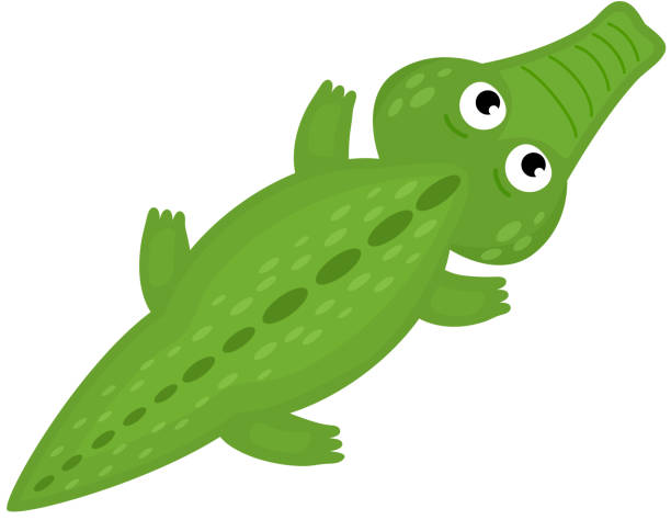 Crocodile Vector Cartoon Crocodilian Character Of Green Alligator Playing  In Kids Playroom Illustration Animalistic Childish Funny Predator Isolated  On White Background Stock Illustration - Download Image Now - iStock