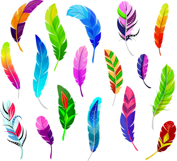 illustrations, cliparts, dessins animés et icônes de plume de plume pelucheuse plume quil et l'illustration colorée de panache d'oiseaux plumeux d'ensemble de la couleur plume-pen décor d'isolement sur le fond blanc - temps quil fait
