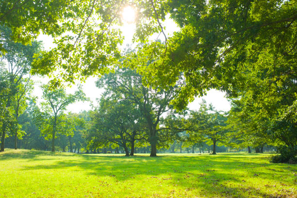 istock tree and lawn in the garden 1179885475