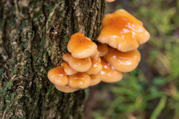 Velvet Foot Mushrooms Growing on Tree stock photo