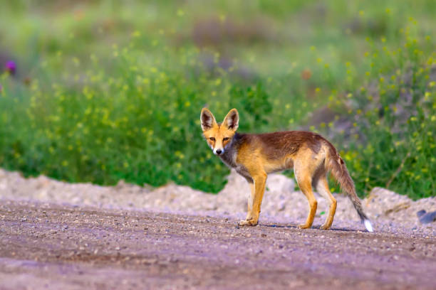 istock Cute Red Fox. Nature habitat background. 1179886502