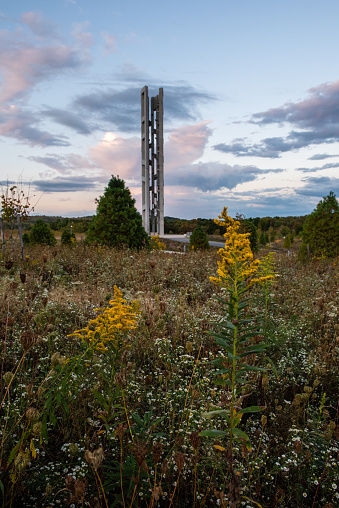 Field of flower during September