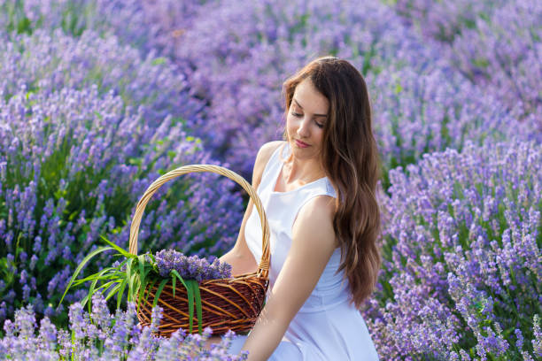 recogida de lavanda - cut flowers women field single flower fotografías e imágenes de stock