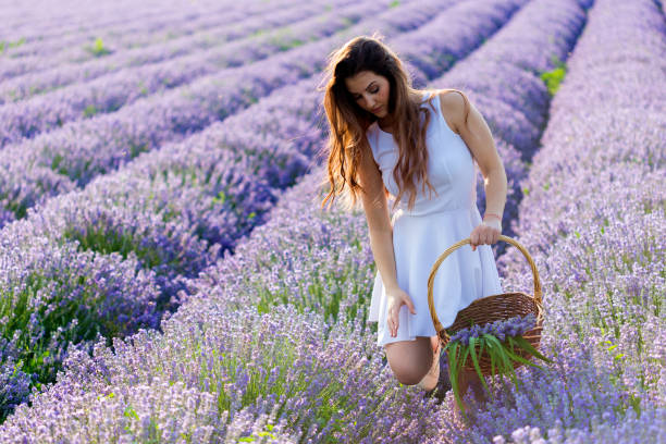 recogida de lavanda - cut flowers women field single flower fotografías e imágenes de stock