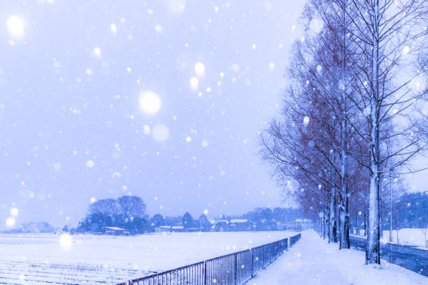 istock Snow metasequoia row of trees 1179887830