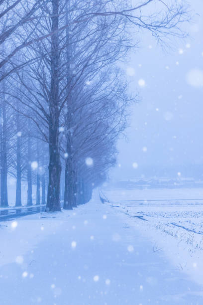 istock Snow metasequoia row of trees 1179887834