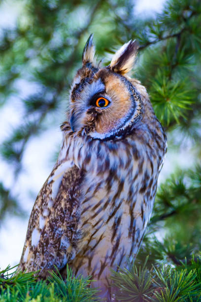 istock Forest and owl. Pine tree. Bird: Long eared Owl. Asio otus. Nature habitat background. 1179888015