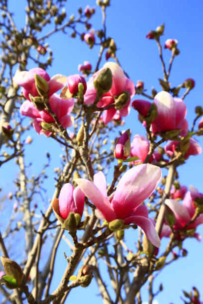istock Blooming magnolia flower, very beautiful 1179888197