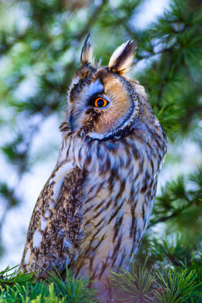 istock Forest and owl. Pine tree. Bird: Long eared Owl. Asio otus. Nature habitat background. 1179888789
