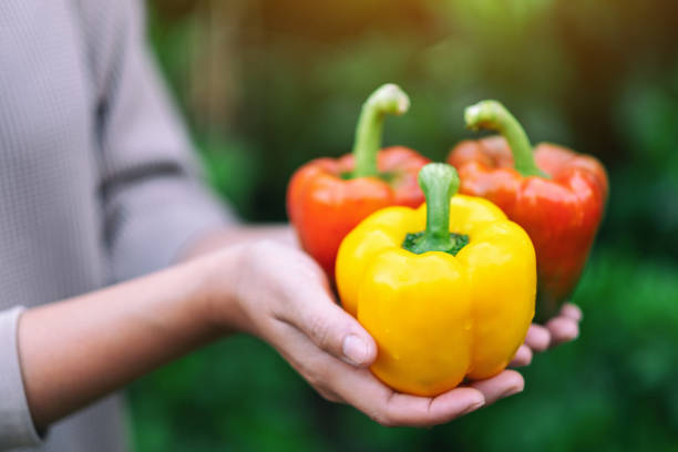 une femme retenant des poivrons frais - food thailand red pepper photos et images de collection