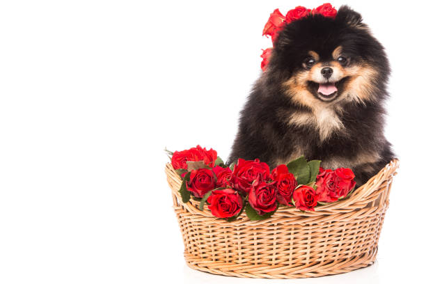 cão do spitz na cesta com flores - spring isolated on white studio shot looking at camera - fotografias e filmes do acervo