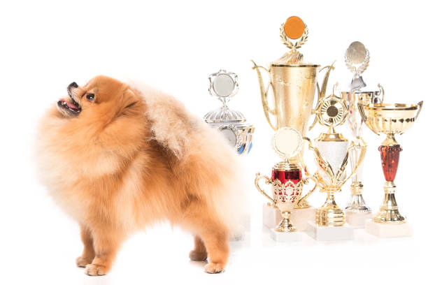 istock Pomeranian spitz dog with winner cups 1179894596