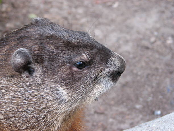 istock Friendly Brown Gopher Face Portrait Close Up 1179895229
