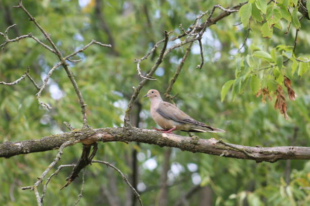 istock Beige Dove Bird on Tree Branch 1179895296