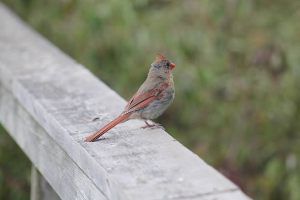 istock Female Red Cardinal Bird on Wooden Deck Rail 1179895322
