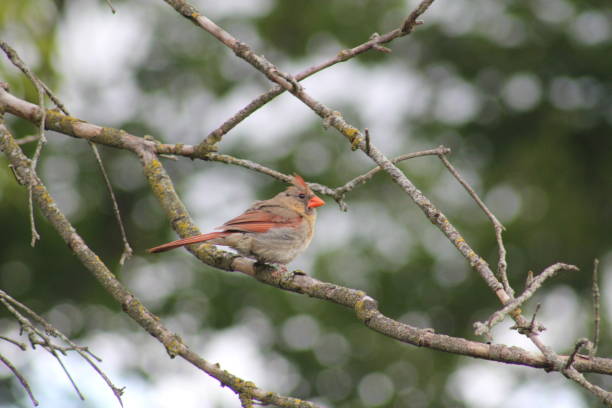 istock Female Cardinal Bird on Tree Branch 1179895327