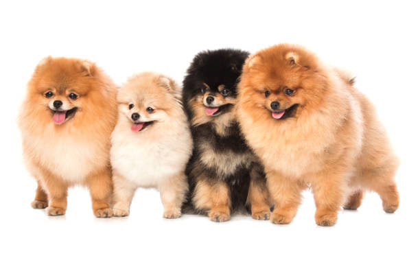 Group of pomeranian spitz dogs Group of pomeranian spitz dogs on white background pomeranian stock pictures, royalty-free photos & images