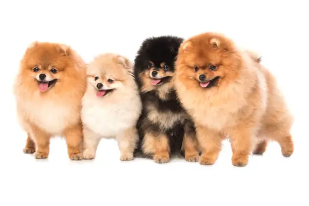 Group of pomeranian spitz dogs on white background
