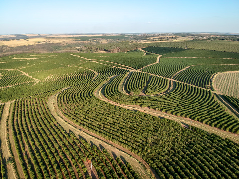 vista aérea del campo de café verde en Brasil photo