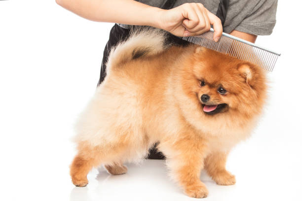 Combing a dog Combing a dog on white background dog grooming stock pictures, royalty-free photos & images