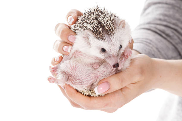 istock Small african hedgehog in female hands 1179904633