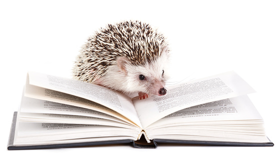 African hedgehog and book on white background