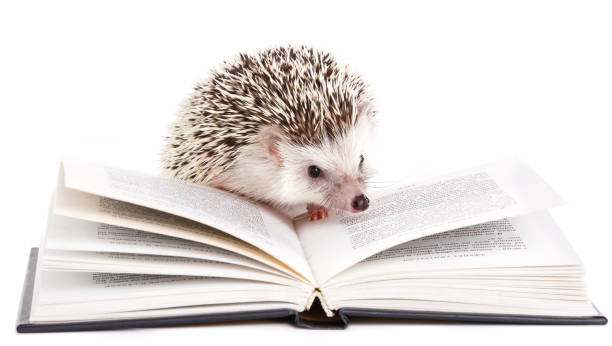 African hedgehog and book African hedgehog and book on white background porcupine hedgehog rodent animal stock pictures, royalty-free photos & images