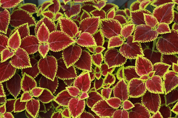Solenostemon scutellarioides L. Red and green leaves of the colors plant, Plectranthus scutellarioides Solenostemon scutellarioides L. Red and green leaves of the colors plant, Plectranthus scutellarioides coleus plant plectranthus scutellarioides close up stock pictures, royalty-free photos & images