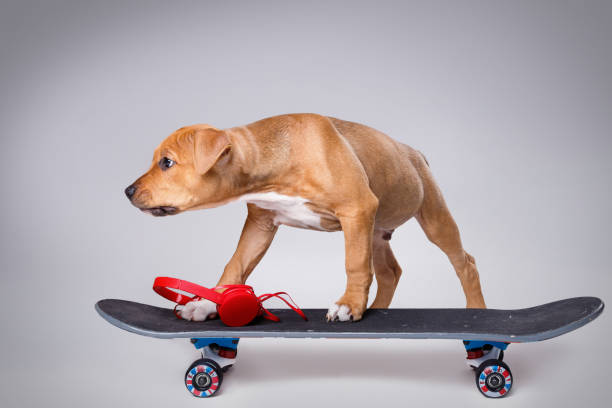 istock Staffordshire terrier puppy and skateboard 1179907781