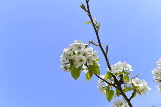 istock Pear flower in full bloom in spring 1179909329