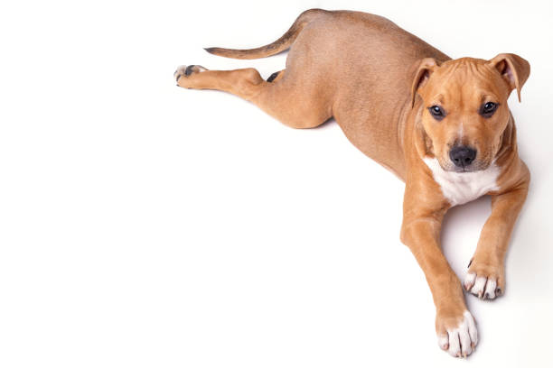 Cute staffordshire terrier puppy in studio