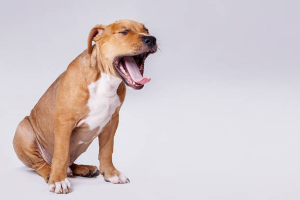 istock Cute staffordshire terrier puppy 1179911444