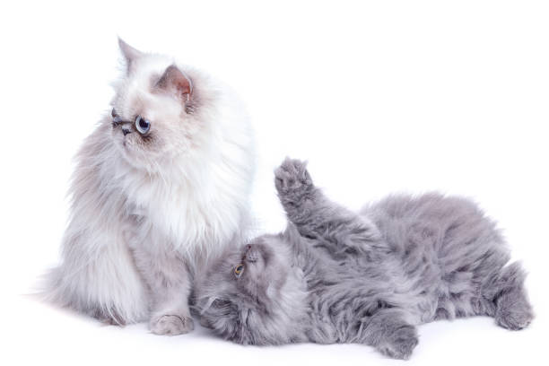 istock Mother cat and her cute kitten 1179911532